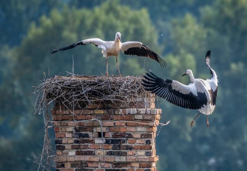 Professional Chimney Animal Removal Services in Winnetka, California