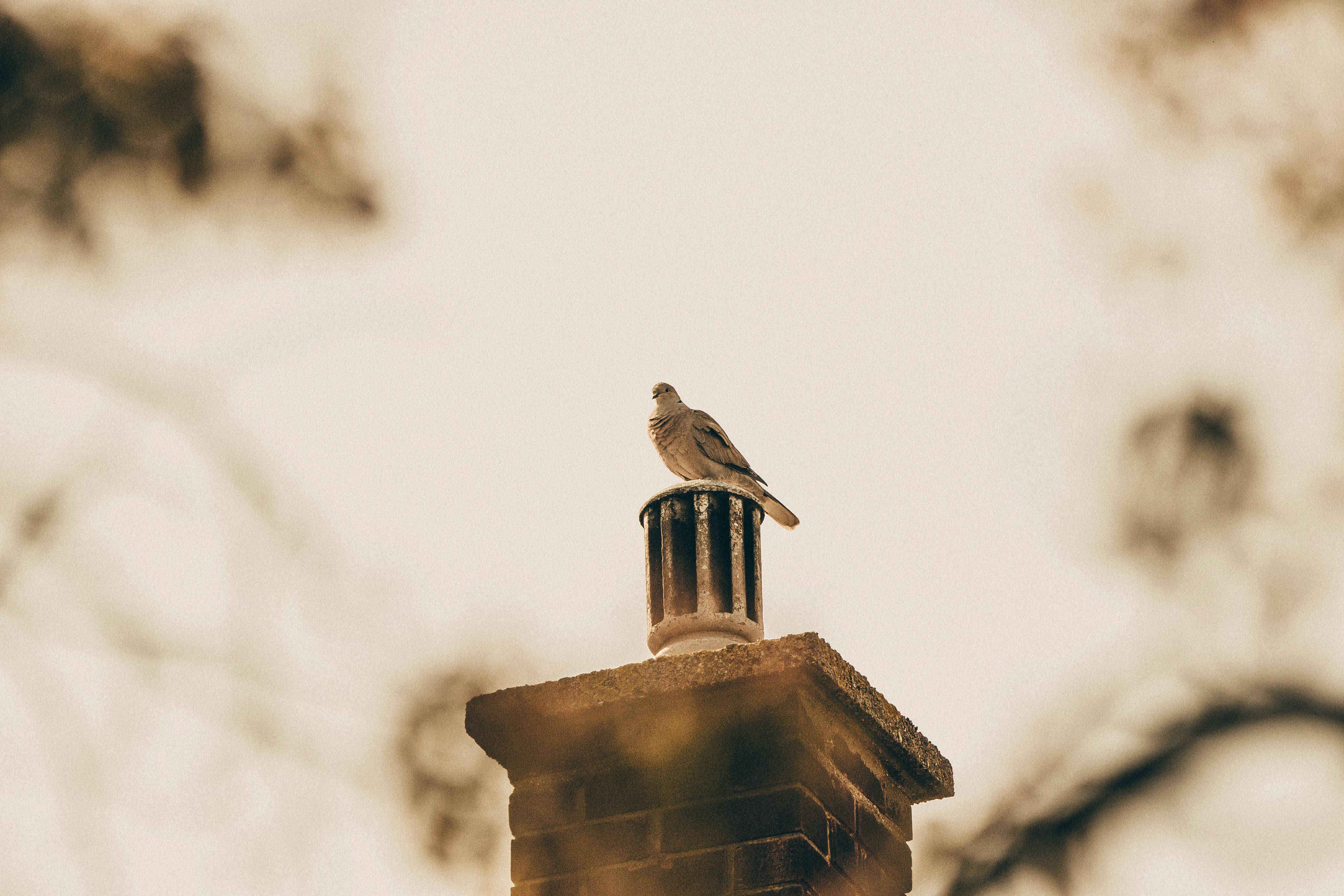 Expert Chimney Cap Installation in Winnetka, California